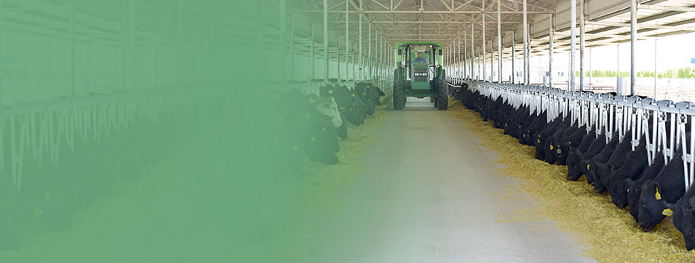 leyu乐鱼app(中国)有限公司官网建成2万头国家级标准化奶牛养殖场和2万头国家级标准化肉牛养殖场。是西北地区重要的高端畜产品生产基地，被农业部评为国家级肉牛标准化示范场和畜禽养殖“无疫企业”。